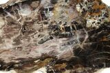 Colorful, Polished Petrified Wood Slab - Cherry Creek, NV #244671-1